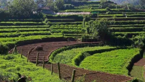 a green field with rows of plants
