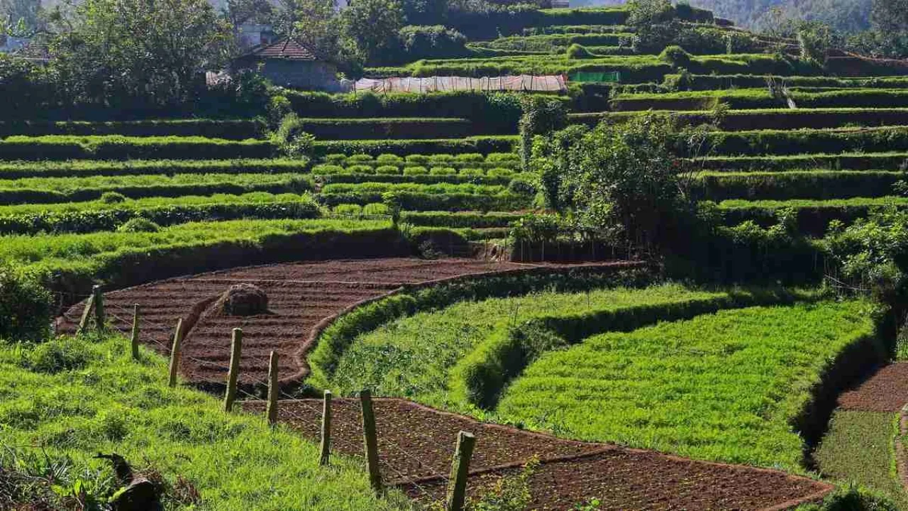 a green field with rows of plants